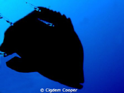 Red mouth grouper. by Cigdem Cooper 